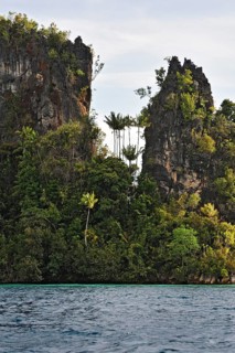 Coconut Palms (Cocos nucifera)