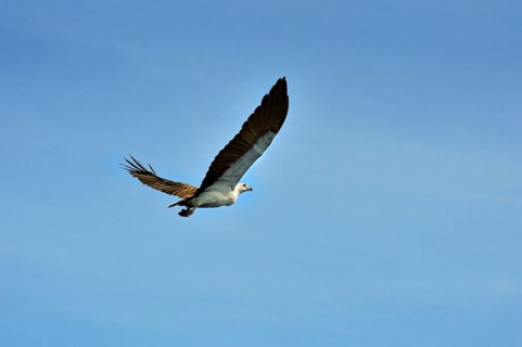 White-bellied Sea Eagle (Haliaeetus leucogaster)