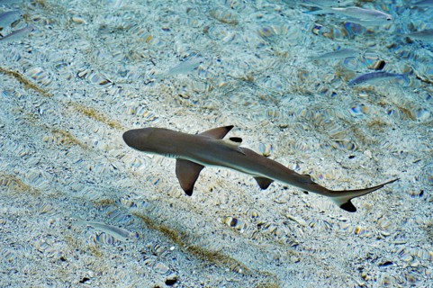 Blacktip Reef Shark (Carcharhinus melanopterus)