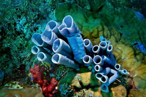 Blue-grey Tube Sponge (Haliclona fascigera)