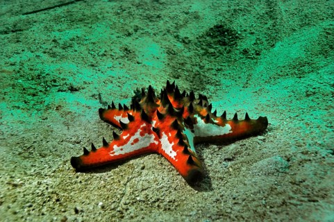 Knobbly Sea Star (Protoreaster nodosus)