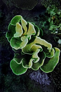 Small Polyp Stony Coral or Cabbage Coral (Montipora foliosa)