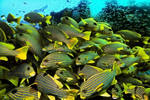 Ribboned Sweetlips (Plectorhinchus polytaenia)