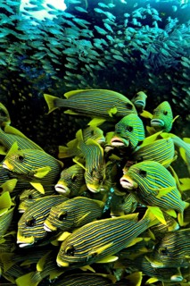 Ribboned Sweetlips (Plectorhinchus polytaenia) and a swarm of glass fish