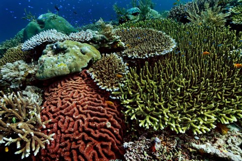 Various species of stony corals