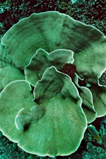 Small Polyp Stony Coral or Cabbage Coral (Montipora foliosa)