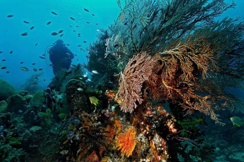 Sea Fans or Gorgonians (Scleraxonia)