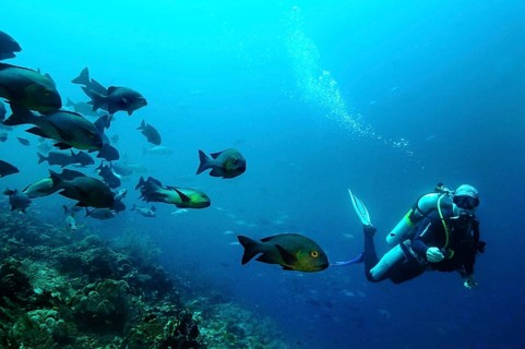 Midnight Snapper (Macolor macularis) and a scuba diver