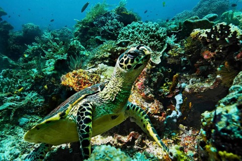 Green Sea Turtle (Chelonia mydas)