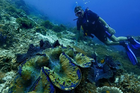 Giant Clam (Tridacna gigas) and a scuba diver