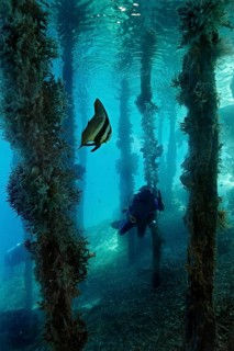 Longfin Batfish (Platax teira) under a jetty with a scuba diver
