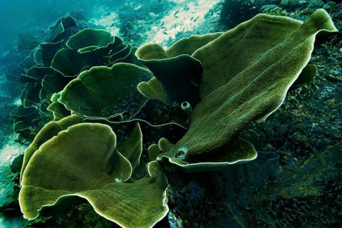 Velvet Corals (Montipora sp.)
