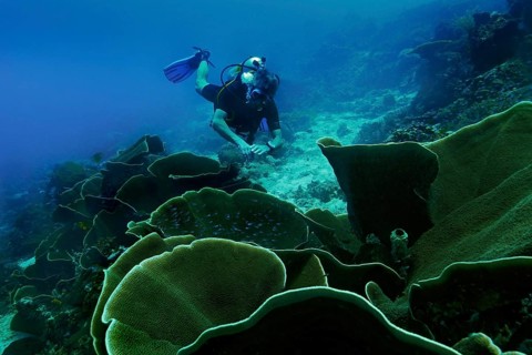 Velvet Corals (Montipora sp.) and a scuba diver