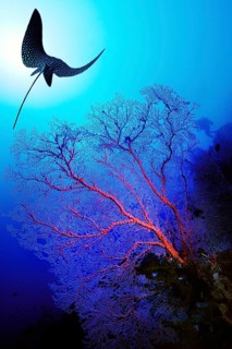 Eagle Ray (Myliobatidae) and Gorgonians
