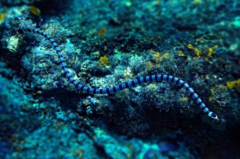 Colubrine Sea Krait