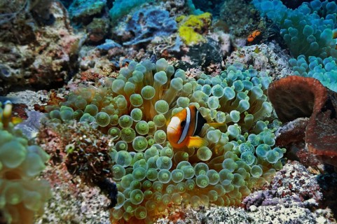 Clark's Anemonefish or Yellowtail Clownfish (Amphiprion clarkii) in Bubble-tip Anemone (Entacmaea quadricolor)