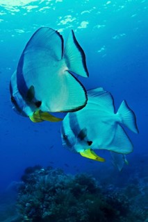 Longfin Batfish (Platax teira)