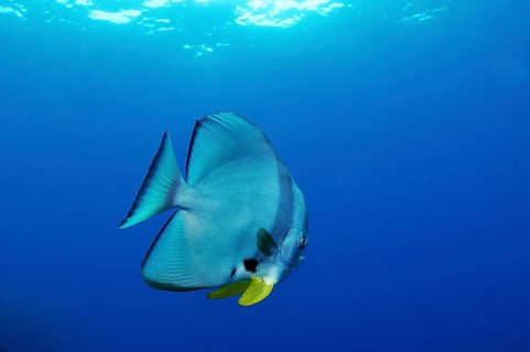 Longfin Batfish (Platax teira)