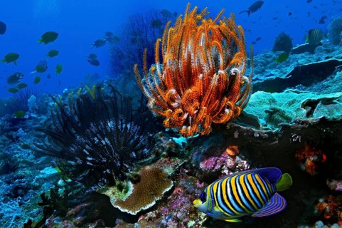 Royal Angelfish or Regal Angelfish (Pygoplites diacanthus) and Sea Lilies or Feather Stars (Crinoidea)