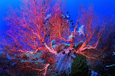 Sea Fans or Gorgonians (Scleraxonia)