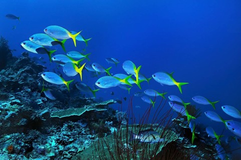 Yellow and Blueback Fusiliers (Caesio teres)