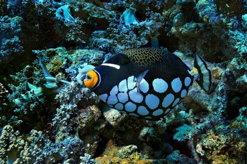 Clown Triggerfish or Bigspotted Triggerfish (Balistoides conspicillum)