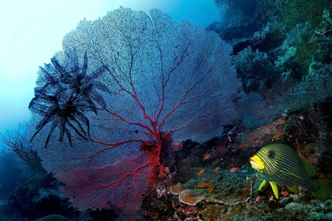 Gorgonian or Sea Fan (Scleraxonia) and Sea Lilies or Feather Stars (Crinoidea)