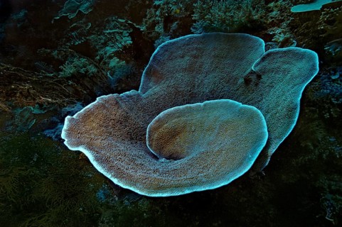 Velvet Coral (Montipora sp.)