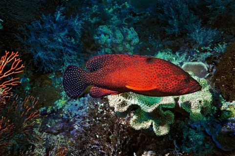 Coral Hind (Cephalopholis miniata)