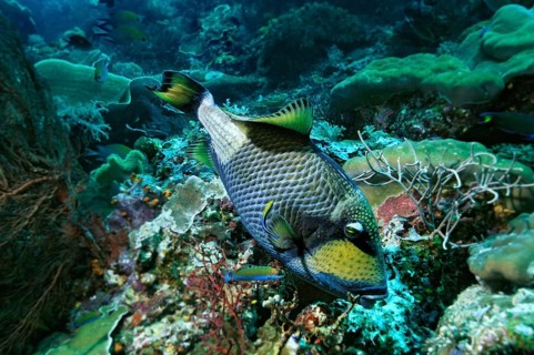 Titan Triggerfish or Moustache Triggerfish (Balistoides viridescens)