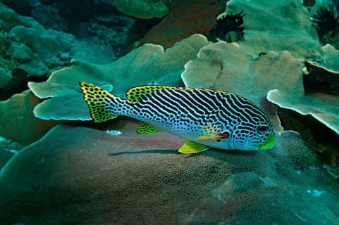 Diagonal-banded Sweetlips (Plectorhinchus lineatus)