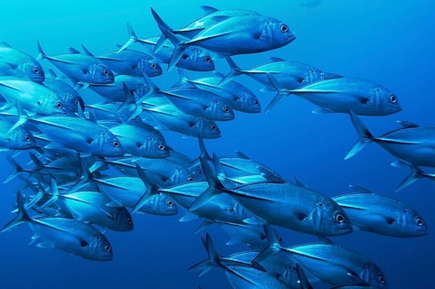 Black-throated Blue Trevally