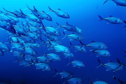 Black-throated Blue Trevally