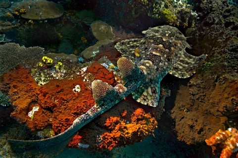 Tasselled Wobbegong (Eucrossorinus dasypogon)