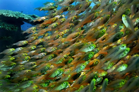 Pigmy Sweepers (Parapriacanthus ransonneti)