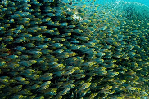Pigmy Sweepers (Parapriacanthus ransonneti)