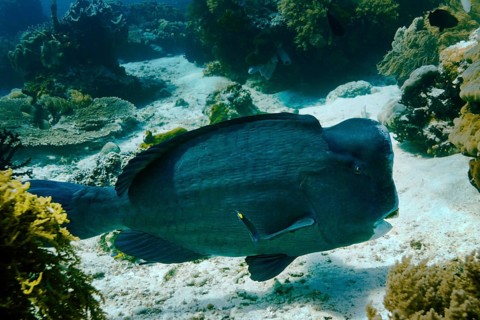 Green Humphead Parrotfish or Bumphead Parrotfish (Bolbometopon muricatum)