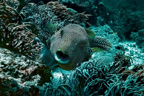 Map Puffer or Scribbled Puffer (Arothron mappa)