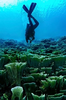 Velvet Coral (Montipora delicatula) and a scubadiver