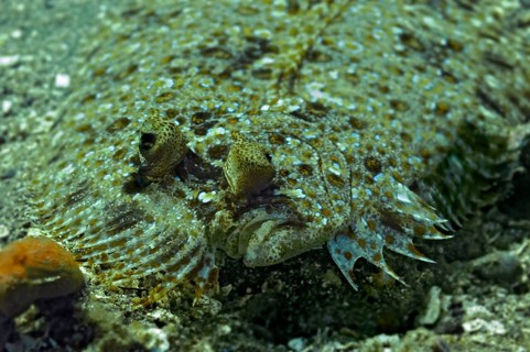 Wide-eyed Flounder (Bothus podas)