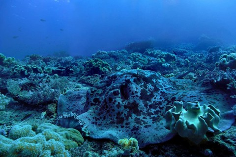 Round ribbontail ray (Taeniura meyeni)