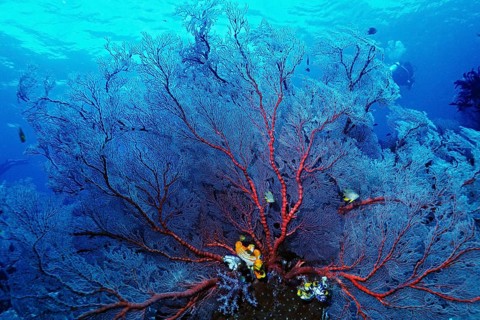Annella mollis soft coral (Annella mollis) and sea squirts (Ascidiacea