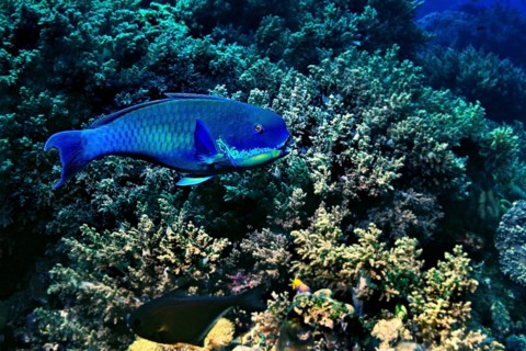 Steephead Parrotfish (Chlorurus microrhinos)
