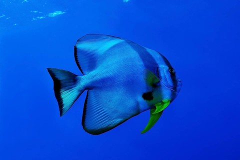 Teira batfish (Platax teira)