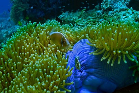 Pink Skunk Clownfish (Amphiprion perideraion) in a Magnificent Sea Anemone or Ritteri Anemone (Heteractis magnifica)