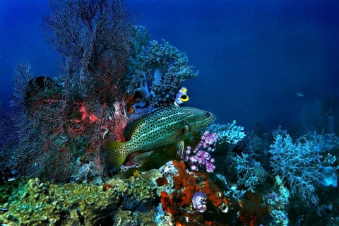 Slender Grouper (Anyperodon leucogrammicus)