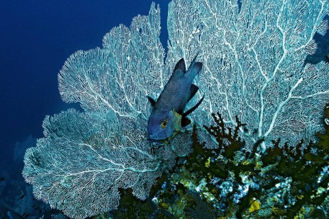 Midnight Snapper (Macolor macularis) with cleaner wrasse