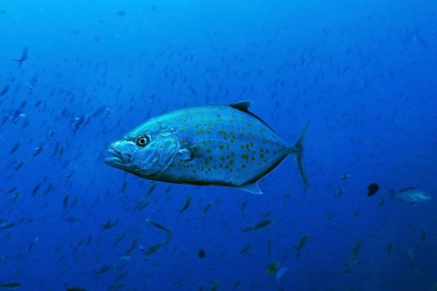 Yellowspotted Trevally (Carangoides fulvoguttatus)