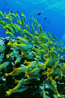 Bigeye Snapper (Lutjanus lutjanus)