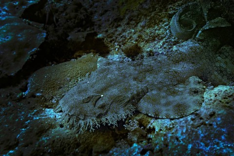 Tasselled Wobbegong (Eucrossorinus dasypogon)